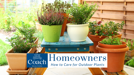 Outdoor Potted Plants - Homeowners - Coach Realtors